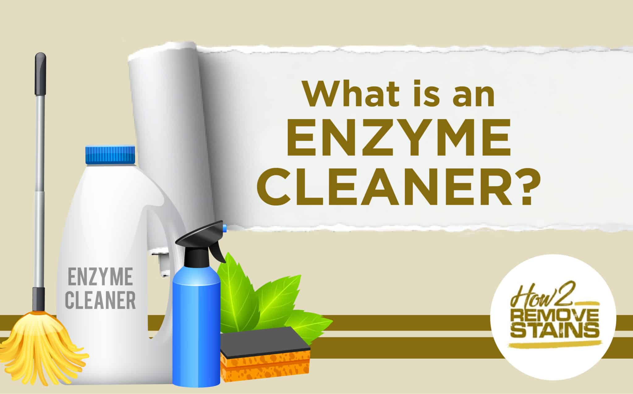 What is an Enzyme Cleaner? [ Detailed Answer ]