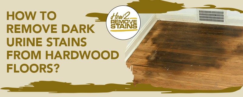 How To Remove Dark Urine Stains From Hardwood Floors Detailed Answer 